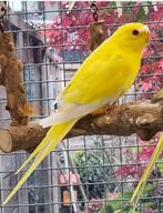 Lutino elegant pop gezocht, Dieren en Toebehoren, Vogels | Parkieten en Papegaaien, Vrouwelijk, Parkiet