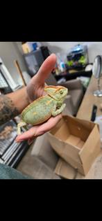 Yemen kameleon vrouw, Hagedis, 0 tot 2 jaar