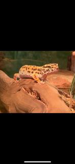 Gekko’s incl alle toebehoren, Met terrarium, 0 tot 2 jaar