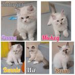 September adopteren Siberische Neva Masquerade hypoallergeen, Meerdere dieren, Langharig, 0 tot 2 jaar