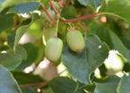 Kiwiplanten kiwibes baby kiwi, mini kiwi of Siberische kruis, Tuin en Terras, Planten | Fruitbomen, Lente, Minder dan 100 cm, Ophalen of Verzenden
