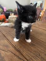 Kittens, Dieren en Toebehoren, Katten en Kittens | Raskatten | Korthaar, Meerdere dieren, 0 tot 2 jaar