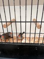 Timor zebravinken, Dieren en Toebehoren, Vogels | Overige Vogels, Meerdere dieren