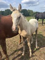 Te koop: Hengstveulen, Dieren en Toebehoren, Paarden, Hengst, Niet van toepassing, Minder dan 160 cm, 0 tot 2 jaar