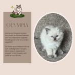 Prachtige Ragdoll kittens met stamboom vanaf 20 augustus, Meerdere dieren, Ingeënt