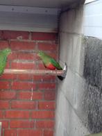 2-0 koningsparkieten, Dieren en Toebehoren, Vogels | Parkieten en Papegaaien, Mannelijk, Parkiet, Geringd