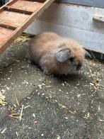 Baby dwergkonijntjes, Dieren en Toebehoren, Konijnen, Meerdere dieren, Dwerg