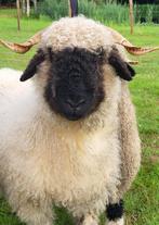 Koppel Walliser Schwarsnaze Zwoegervrij, Dieren en Toebehoren, Meerdere dieren, Schaap
