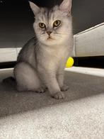 Lieve Britse korthaar met stamboom zoekt nieuw thuis, Dieren en Toebehoren, Katten en Kittens | Overige Katten, Poes