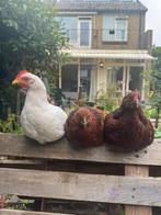 2 barnevelder krielhanen, Dieren en Toebehoren, Pluimvee, Mannelijk, Kip
