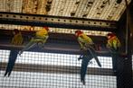 te koop: Goudmantel-Rosella's (wildkleur) EK25, Dieren en Toebehoren, Mannelijk, Parkiet, Geringd