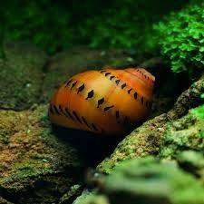 Neritina semiconica Red Spotted, Dieren en Toebehoren, Vissen | Aquariumvissen, Vis