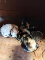 Kittens, mogen dit weekend weg., Meerdere dieren, Kortharig, 0 tot 2 jaar