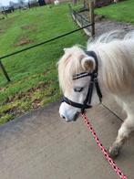 Verzorg pony aangeboden, verzorgster gezocht, Dieren en Toebehoren, Ophalen