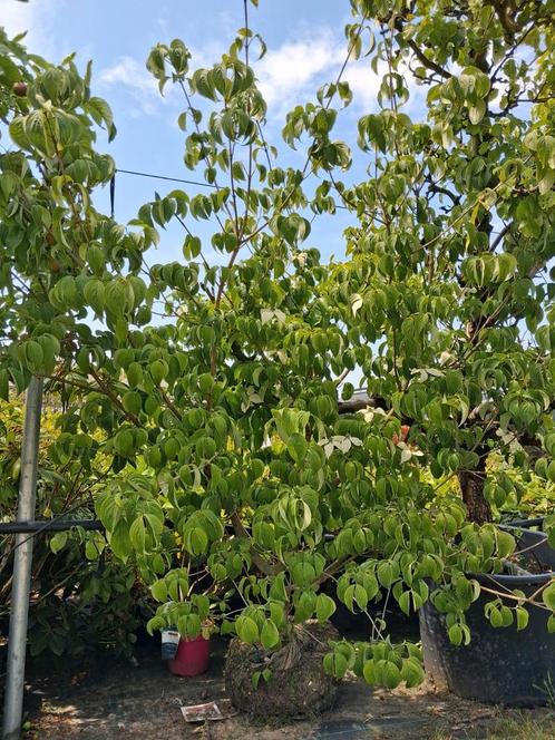 Meerstammige cornus kousa chinensis 175-200 cm kornoelje, Tuin en Terras, Planten | Bomen, Overige soorten, 100 tot 250 cm, Halfschaduw