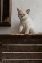 Prachtige Britse korthaar kittens van cattery, Dieren en Toebehoren, Katten en Kittens | Raskatten | Korthaar, Meerdere dieren