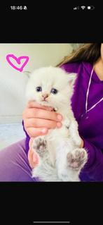Silver shaded britse korthaar, Dieren en Toebehoren, Katten en Kittens | Raskatten | Korthaar, Meerdere dieren