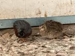 Meerdere koppels Chinese kwartels, Dieren en Toebehoren, Vogels | Overige Vogels, Meerdere dieren, Tropenvogel