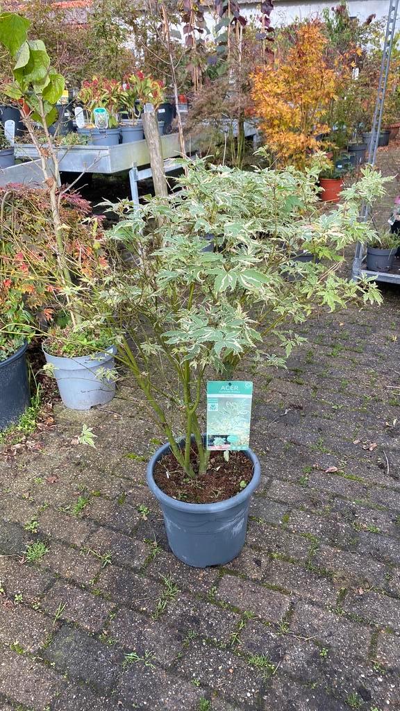 Japanse esdoorn ‘ butterfly’, Tuin en Terras, Planten | Bomen, Overige soorten, Halfschaduw, Bloeit niet, Ophalen