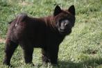 CHOW CHOW PUPS UIT GETESTE OUDERS, Dieren en Toebehoren, CDV (hondenziekte), 8 tot 15 weken, Eén hond, Nederland