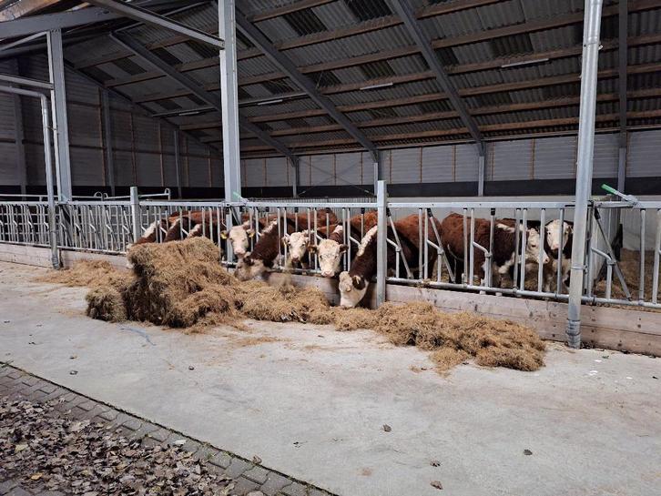 25 Biologische Hereford kalveren, Dieren en Toebehoren, Runderen, Meerdere dieren, 0 tot 2 jaar