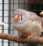Jonge Zebravink Pop Grijs
Geboren 2025, Dieren en Toebehoren, Vogels | Overige Vogels, Vrouwelijk, Tropenvogel