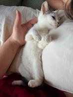 Lieve kitten zoeken een nieuw thuis, Dieren en Toebehoren, Katten en Kittens | Overige Katten, Poes