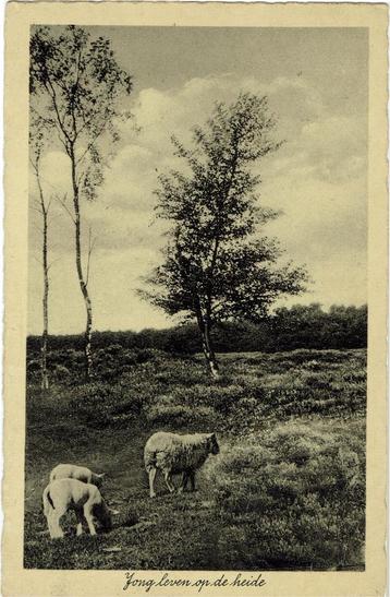 Laren(NH) – Heide tafereel. Gelopen Zeist 1937. beschikbaar voor biedingen
