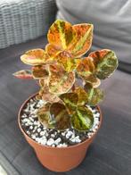 Peperomia Metallica Crème Brulee, Overige soorten, In pot, Minder dan 100 cm, Groene kamerplant