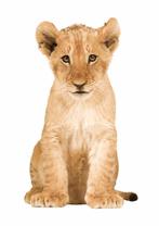 Muursticker Wandsticker Baby Leeuw KEK Amsterdam, Betuwestraat 25, 1079 PR, AMSTERDAM, Nieuw, KEK Amsterdam, Ophalen of Verzenden