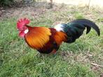 Mooie Hollandse Kriel, Meerdere dieren, Kip
