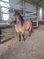 Liefste kroel mini paardje!, Dieren en Toebehoren, Pony's, Met stamboom, Ruin, Niet van toepassing, A pony (tot 1.17m)