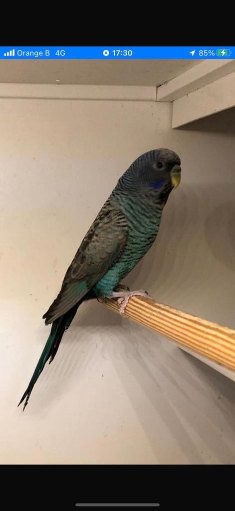 Gezocht: veel soorten kromsnavels!!, Meerdere dieren, Parkiet