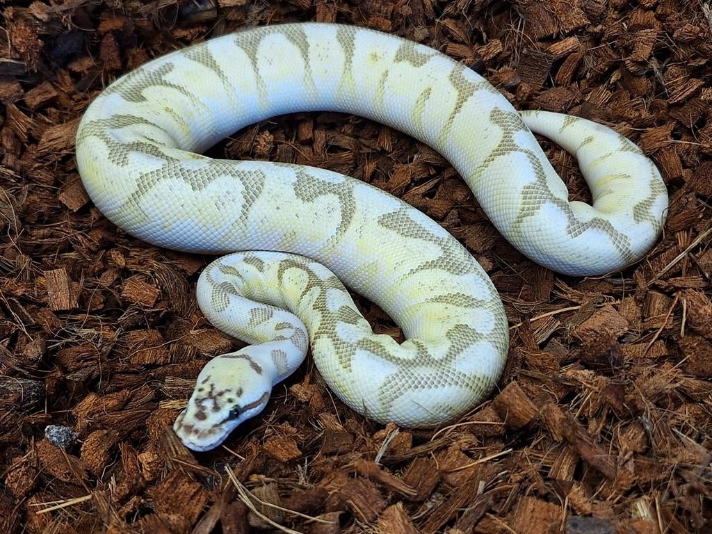 Python regius 0.1 butter pastel enchi spider Ball Python - female for sale from Simon