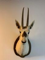 Onix, Ophalen of Verzenden, Vogel, Opgezet dier