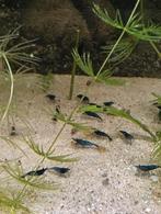 Blauwe garnalen, Ophalen of Verzenden, Nieuw