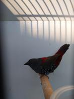 Te koop dybowski astrilde man, Mannelijk, Geringd