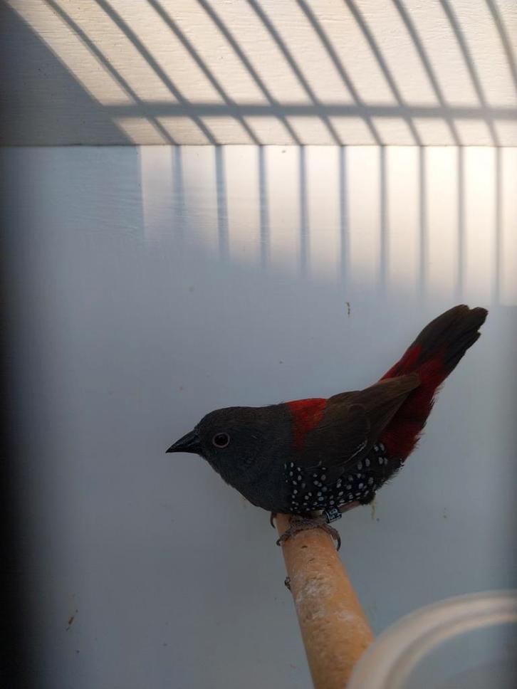 Te koop dybowski astrilde man, Dieren en Toebehoren, Vogels | Overige Vogels, Mannelijk, Geringd