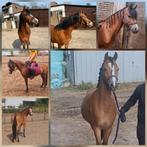 Lieve en knappe welsh C merrie, Merrie, Dressuurpony, 3 tot 6 jaar, C pony (1.27m tot 1.37m)