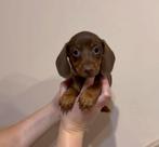 FCI Miniature Daschounds, 8 tot 15 weken, Buitenland, Dwerg, Parvo