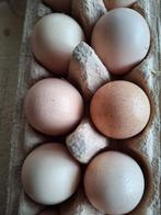 Broedeieren amrock, Dieren en Toebehoren, Pluimvee, Geslacht onbekend, Kip