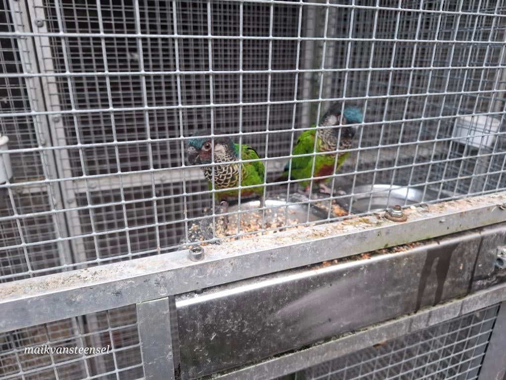 Koppel pyrrhura picta picta, Meerdere dieren, Parkiet, Geringd