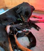 Rottweiler pups (nog 5 reutjes), 8 tot 15 weken, Parvo, Meerdere, Meerdere dieren