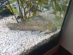 Meervallen, Corydorassen en Hoogvinkarper, Vis, Zoetwatervis, Schoolvis