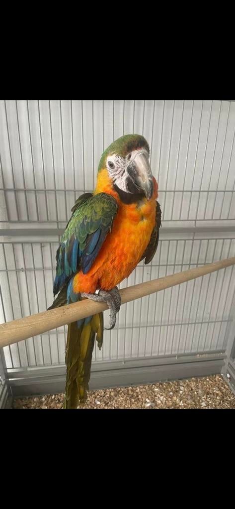 Catalina Ara man, Dieren en Toebehoren, Vogels | Parkieten en Papegaaien, Mannelijk, Papegaai, Pratend