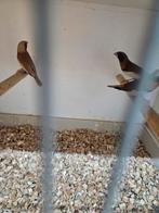 Vele vogels, Meerdere dieren