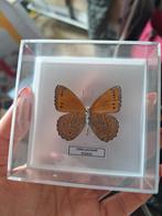 Opgezette vlinder sallya pechuelii, Ophalen, Nieuw, Insect, Opgezet dier