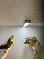 Mozambique sijsjes, Meerdere dieren, Parkiet