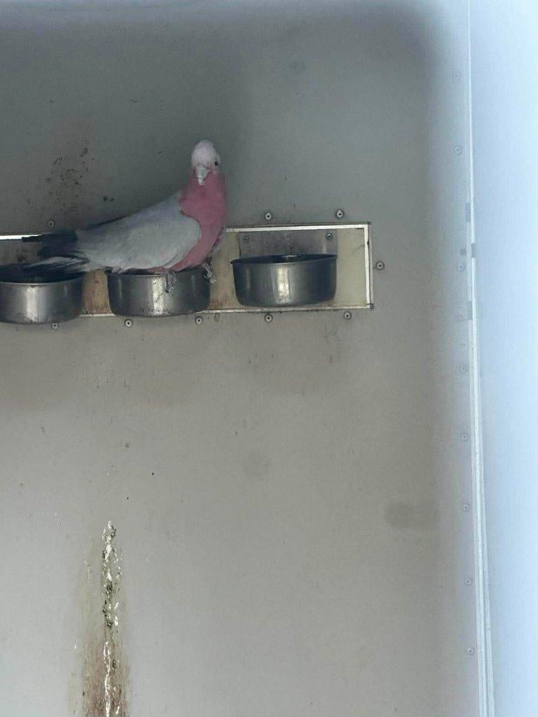 split man Roze kaketoe, Dieren en Toebehoren, Mannelijk, Papegaai, Geringd