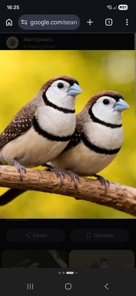 Gezocht bichenows, Dieren en Toebehoren, Meerdere dieren